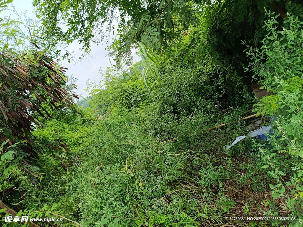 山間繁茂綠植景觀