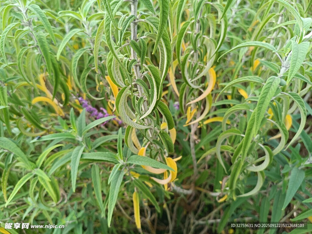田野中色彩斑斕的植物