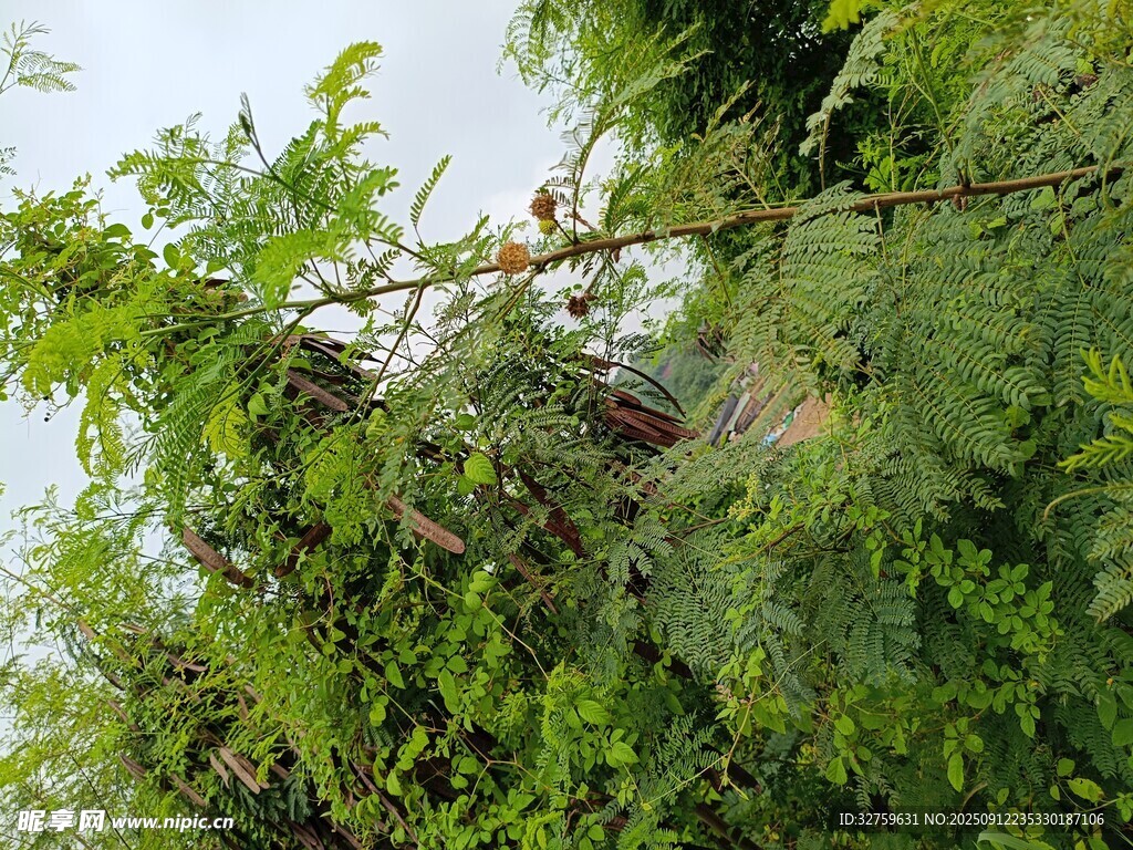 繁茂綠植中的隱秘鳥巢