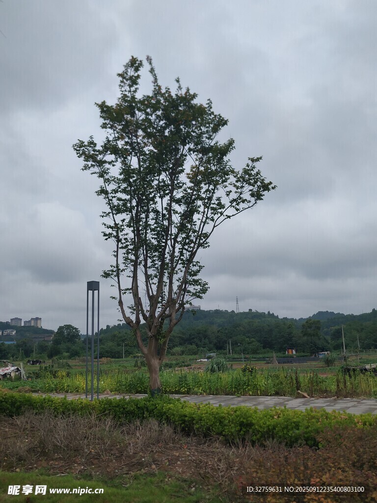 田野孤樹 