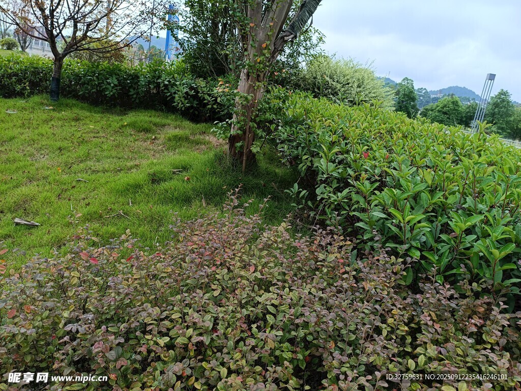 山間綠意盎然的茶園景色