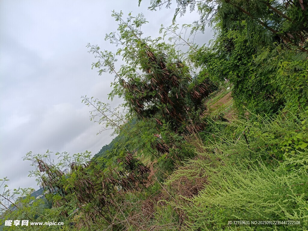 山坡綠植景觀