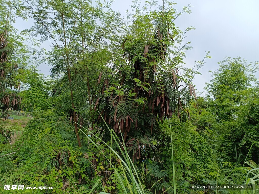 野外繁茂的綠色植物景觀