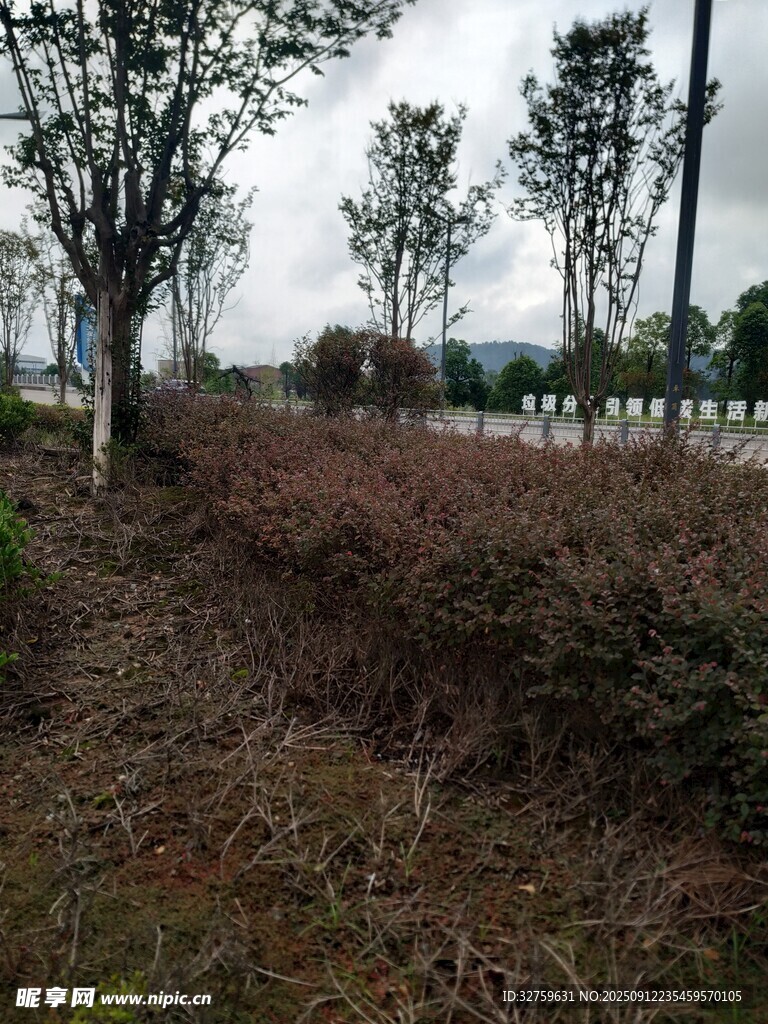野外荒草地與樹木景觀