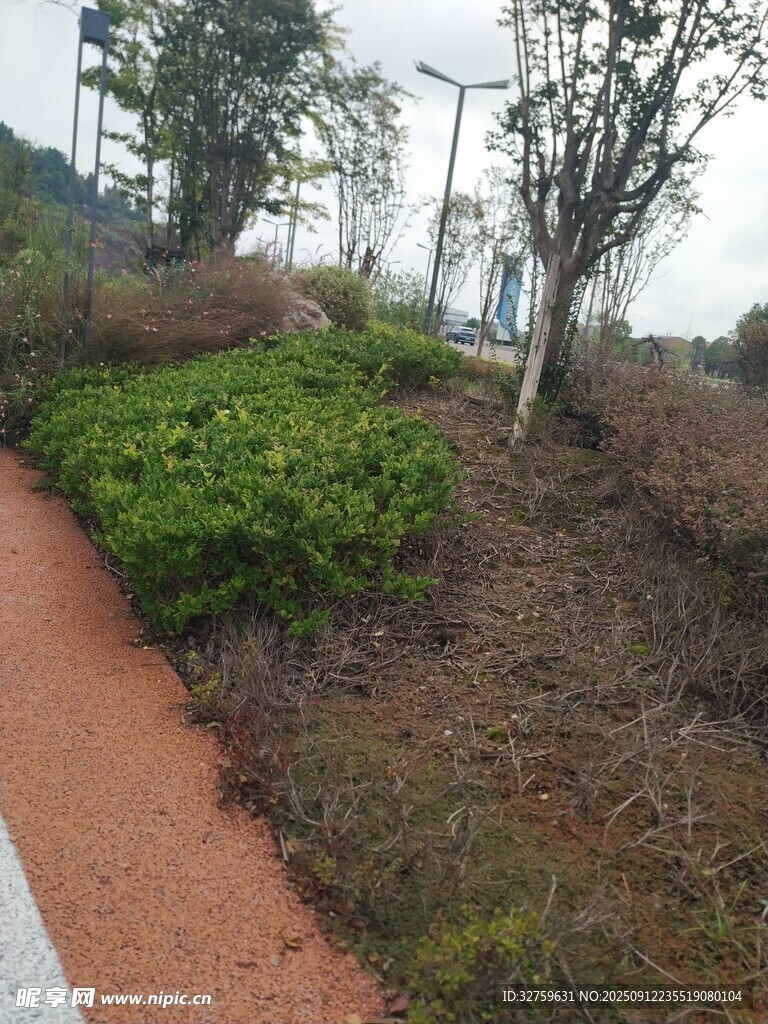 鄉(xiāng)村小徑旁的綠植景觀