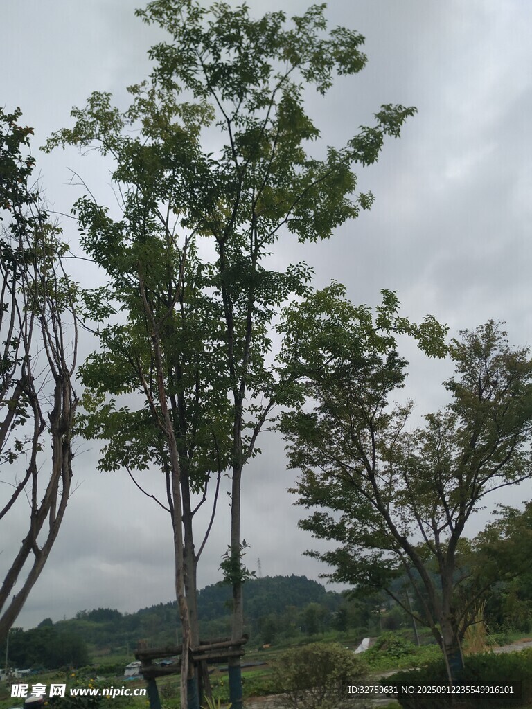 戶外綠樹景觀