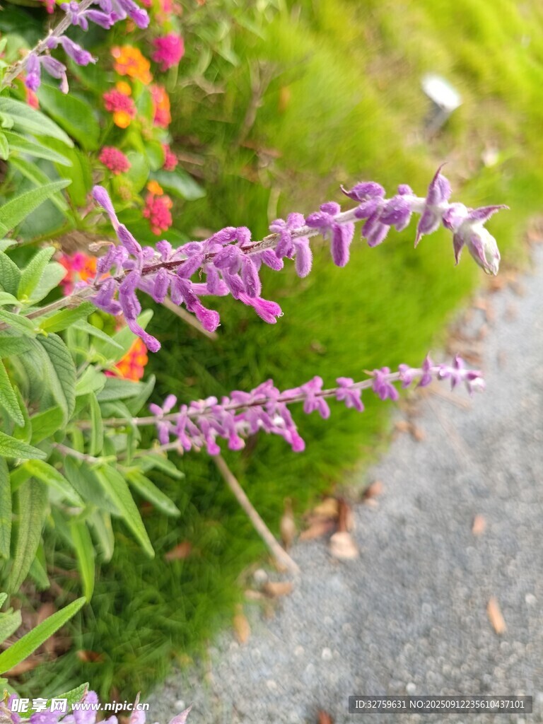 路邊綻放的多彩花卉