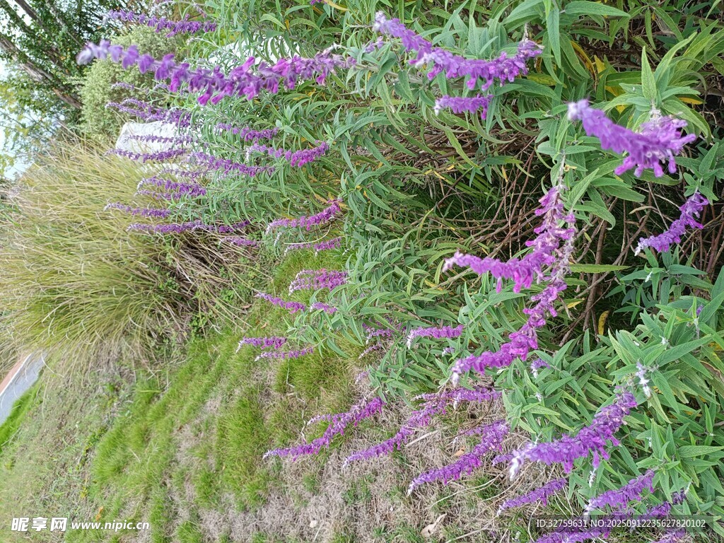 紫色花卉綻放于草叢間