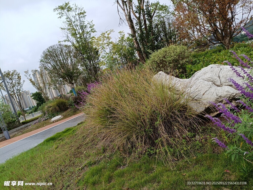 路邊自然景觀與石塊植物