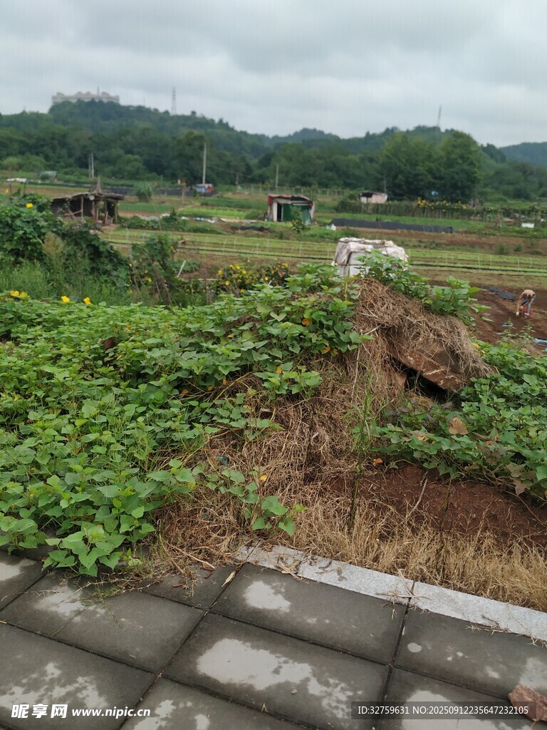 鄉(xiāng)村田野邊的綠植景觀