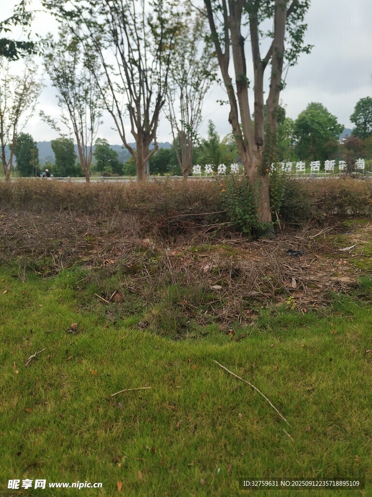 田野中的樹木與草地