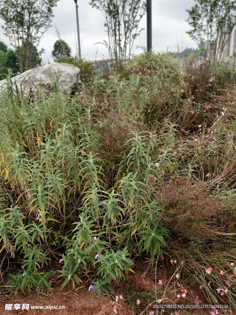 野外繁茂的雜草與樹木