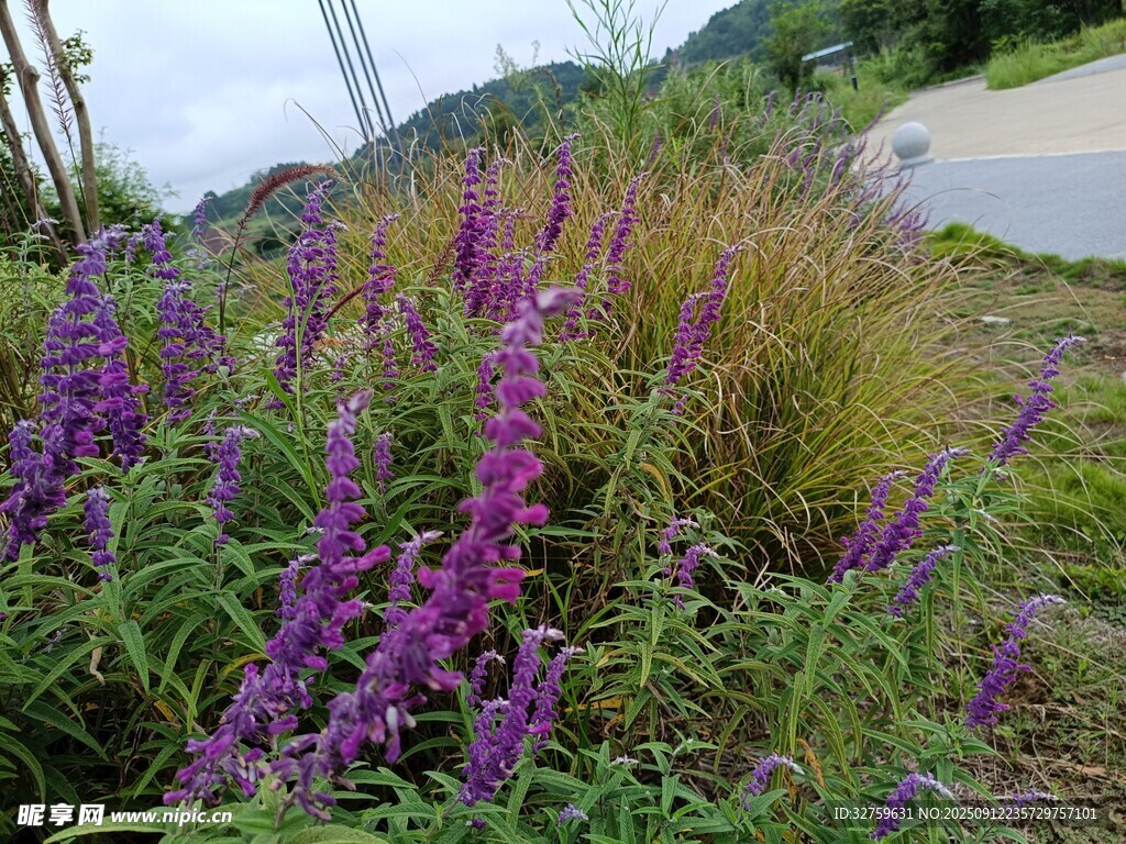 路邊紫色花卉綻放美景