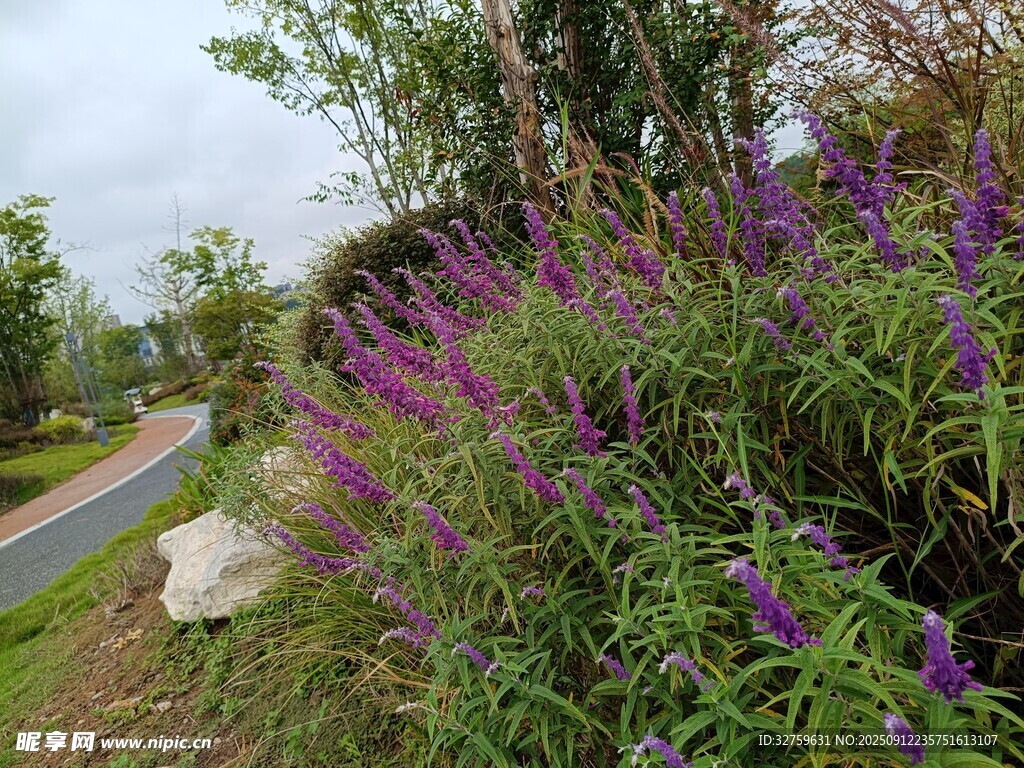 路邊紫色花卉綻放美景