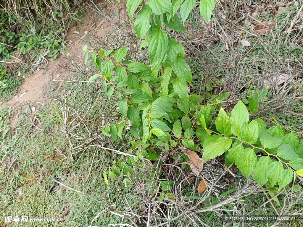 地面生長的嫩綠植物