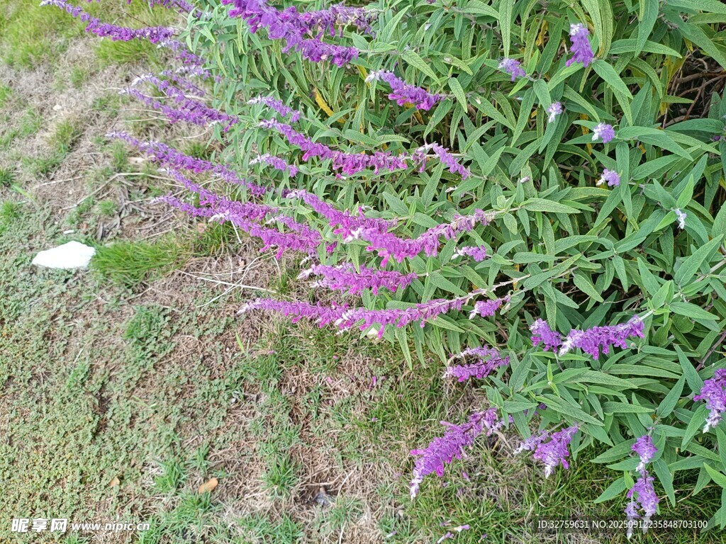 紫色小花綻放于綠草間