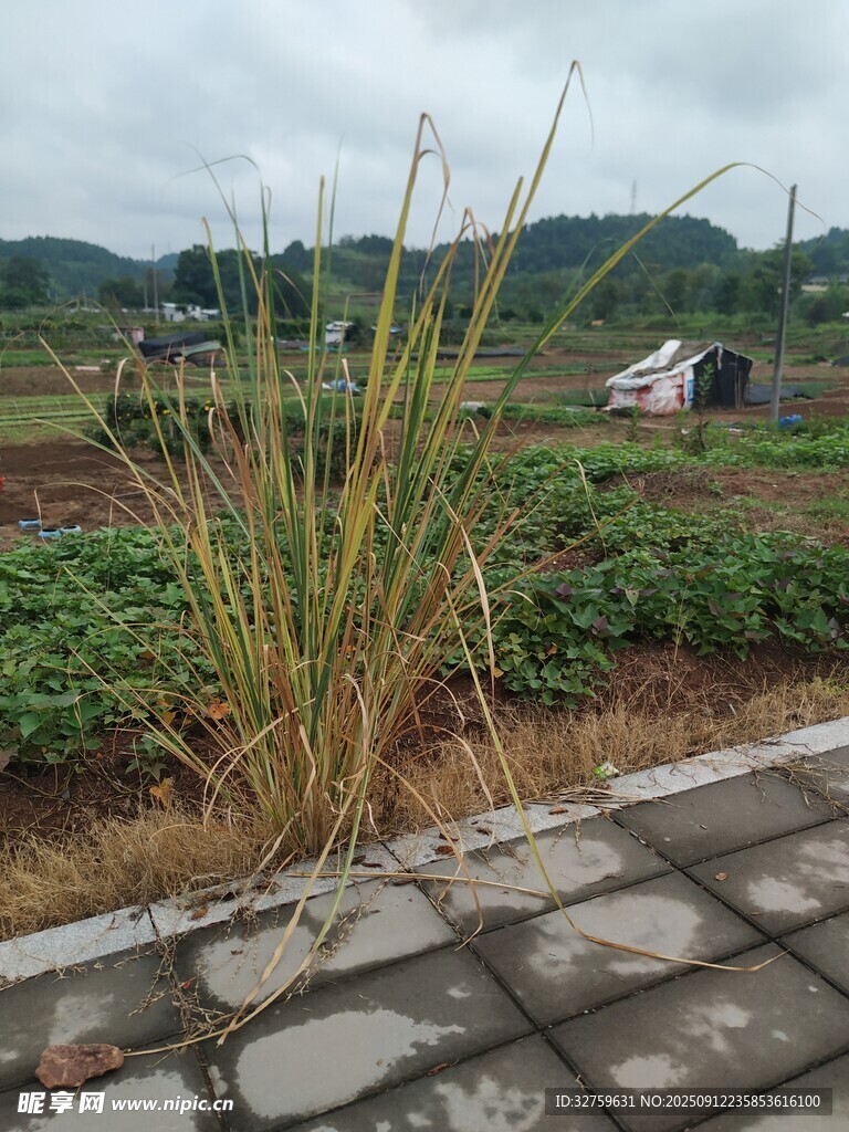 田邊路旁的茂盛野草