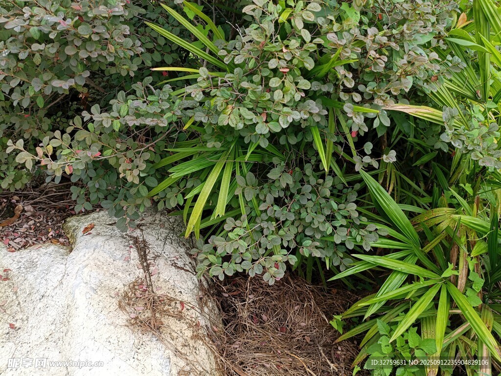 綠植景觀