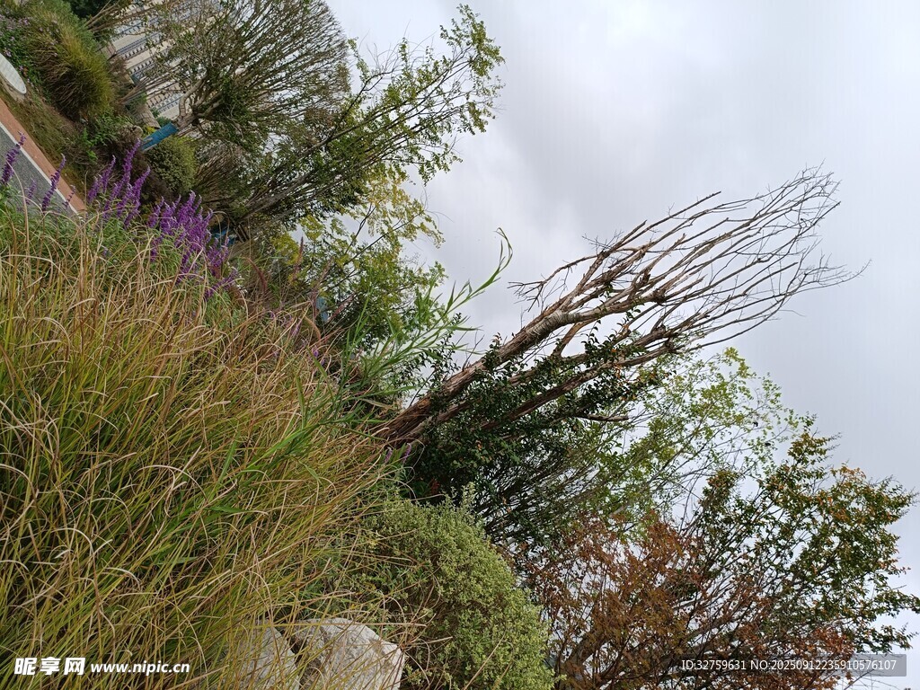 戶外自然綠植景觀