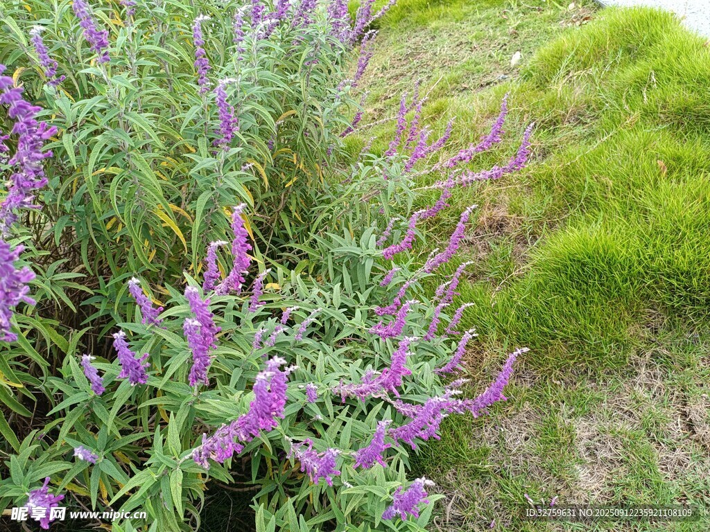 紫色花卉綻放于草地間