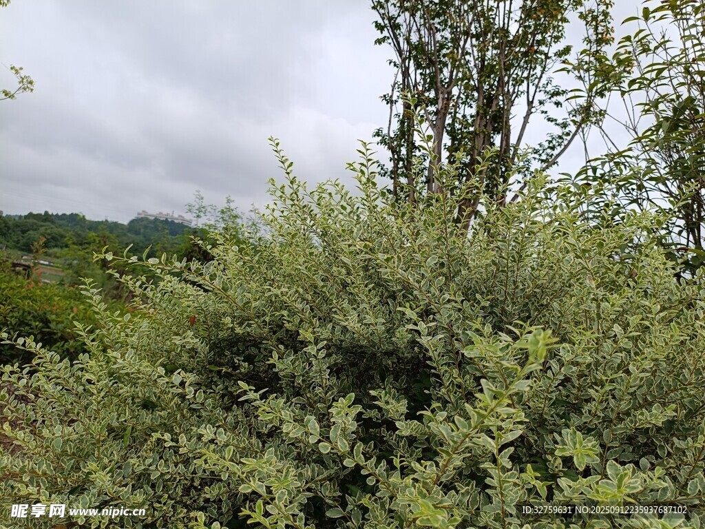 野外繁茂綠植景象