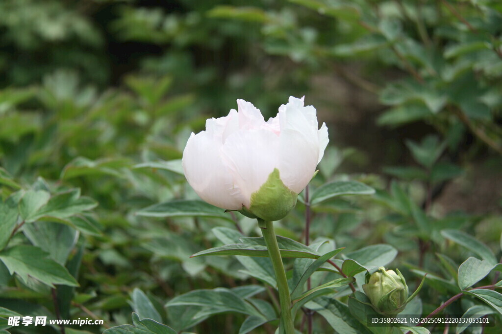 白色芍藥綻放于綠葉間