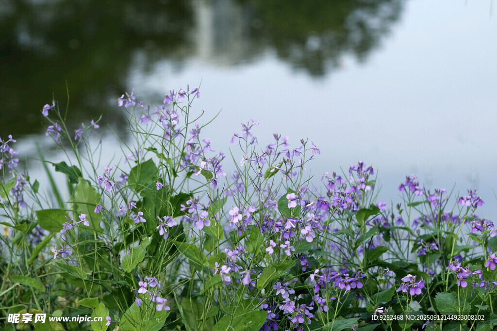 湖畔 小花