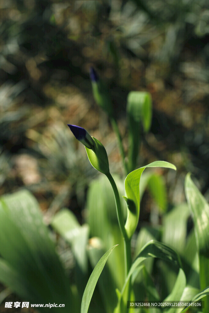  紫色小花