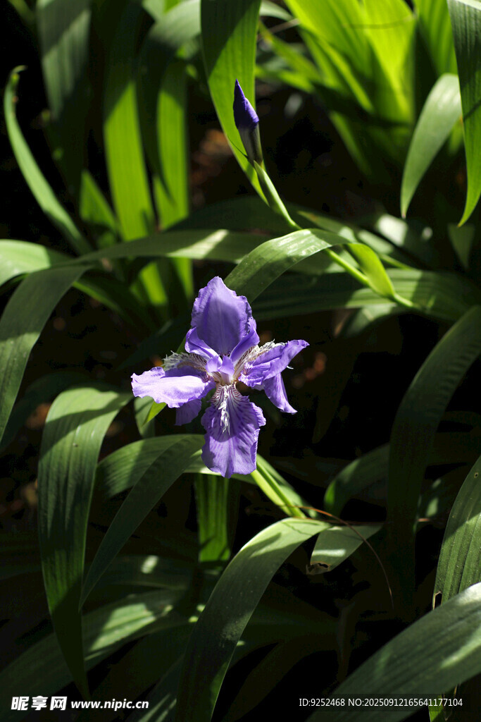 紫花蝶 