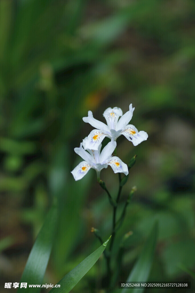  白色鳶尾花