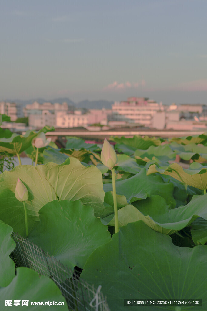 荷塘綠意 遠(yuǎn)處城市初現(xiàn)