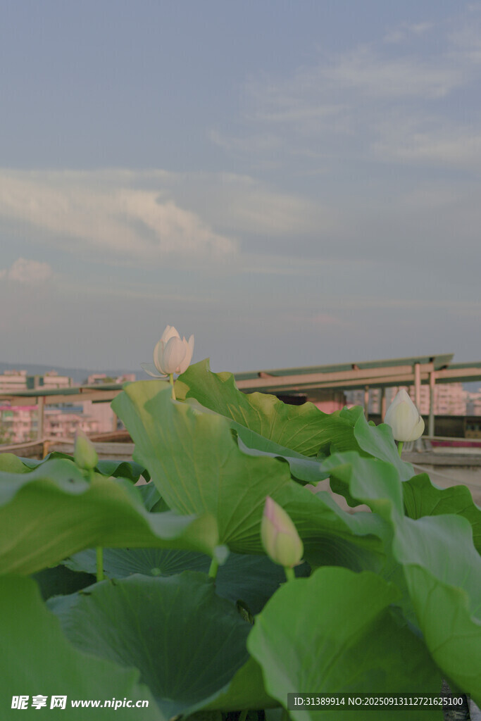 荷塘景色 綠葉映襯天際