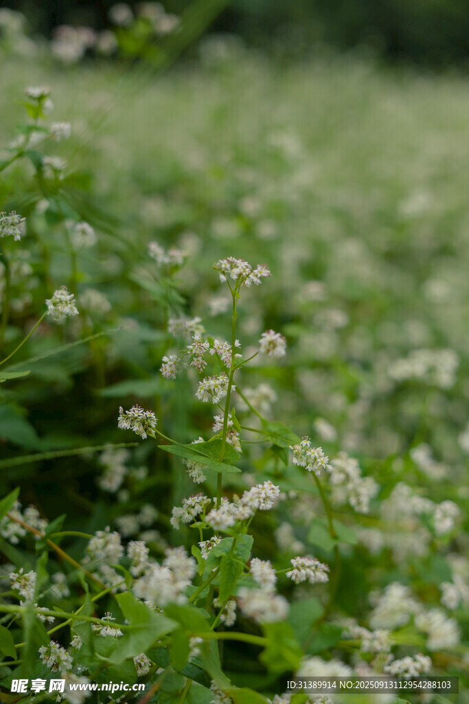 綠意盎然的白色小花植物