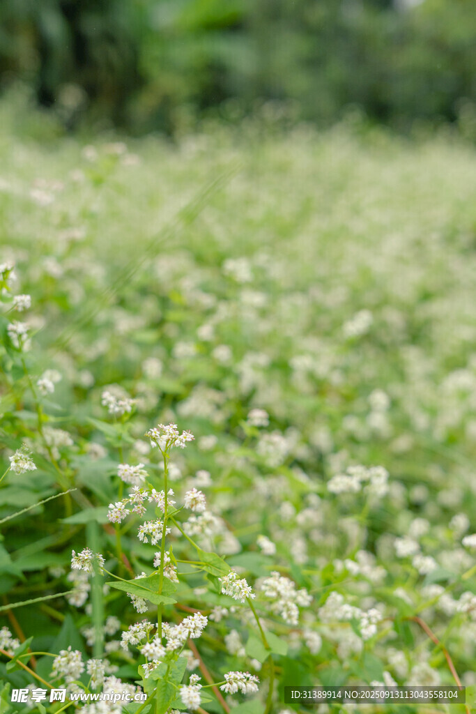 白色小花鋪滿的清新草地