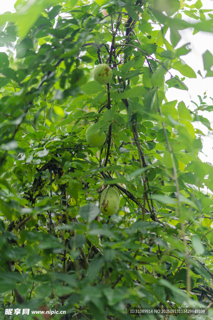 繁茂綠植 展現(xiàn)自然生機(jī)八月瓜