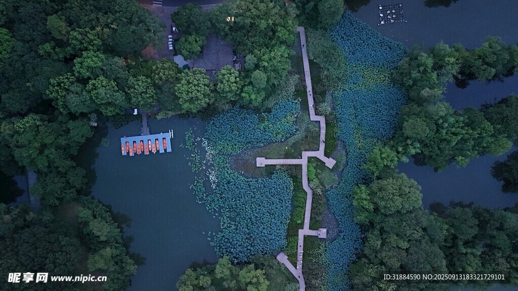 俯瞰森林中的水上棧道