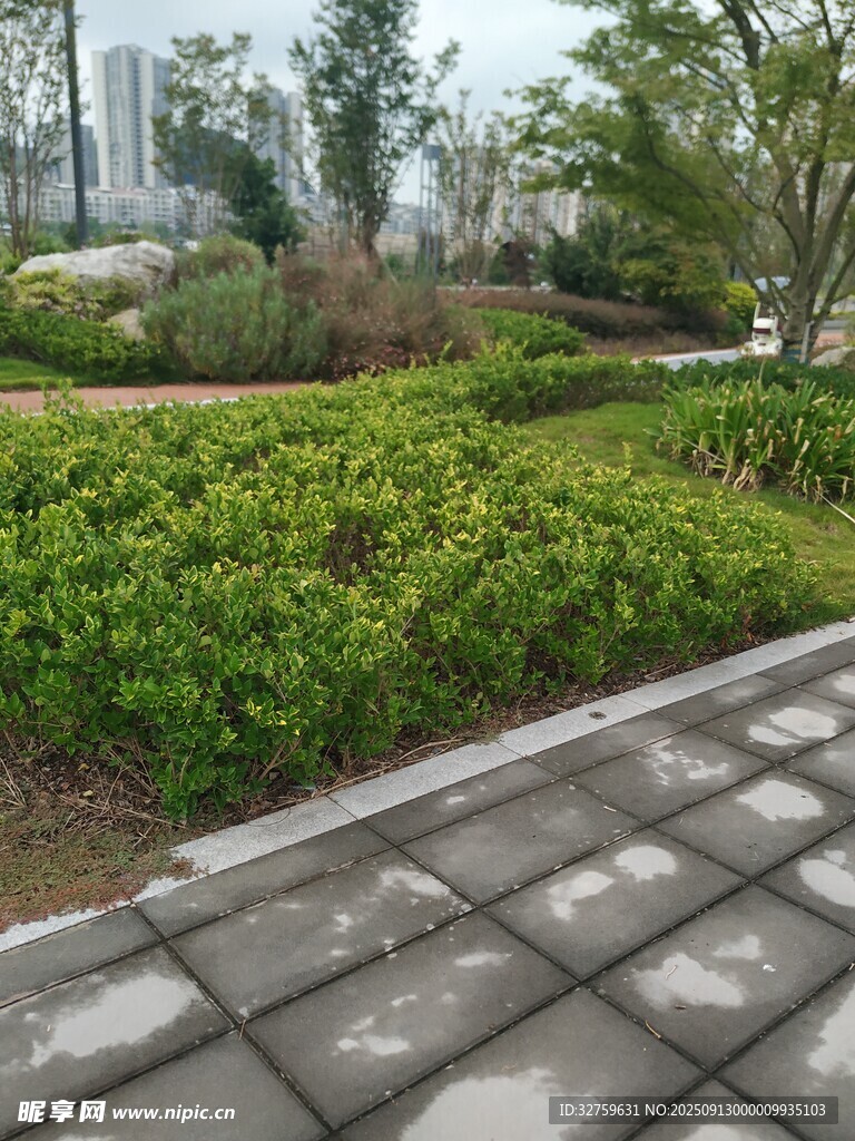 城市綠化帶中的整齊綠植