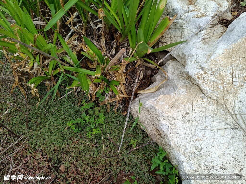 巖石旁的翠綠植物