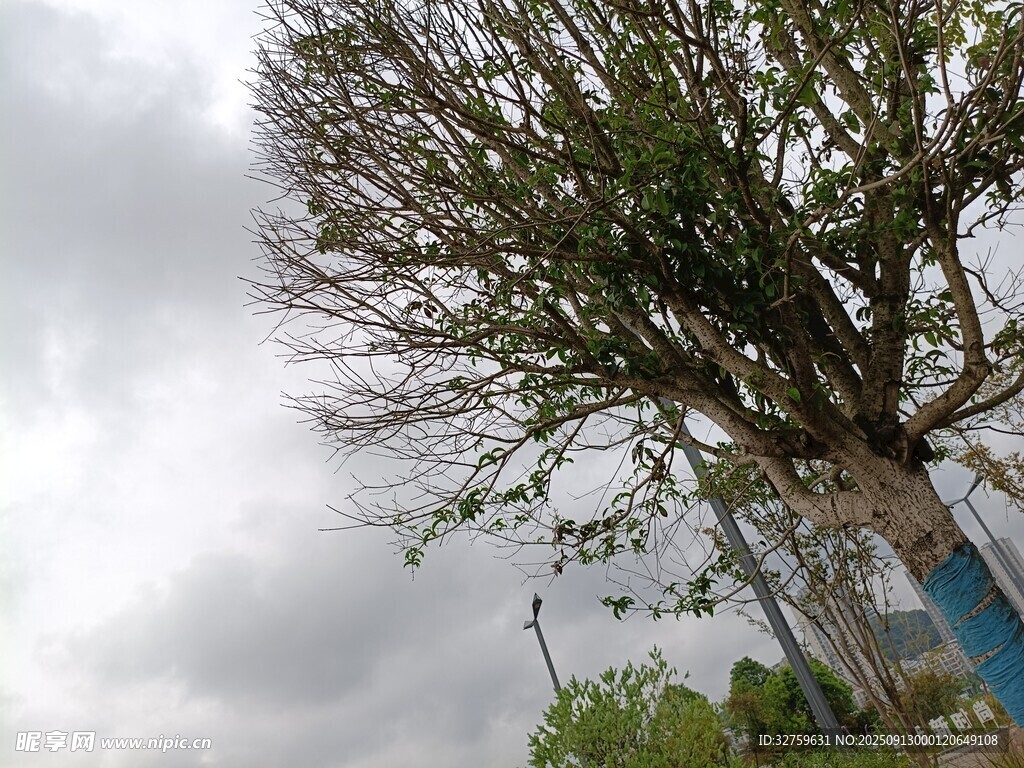 傾斜大樹與陰沉天空