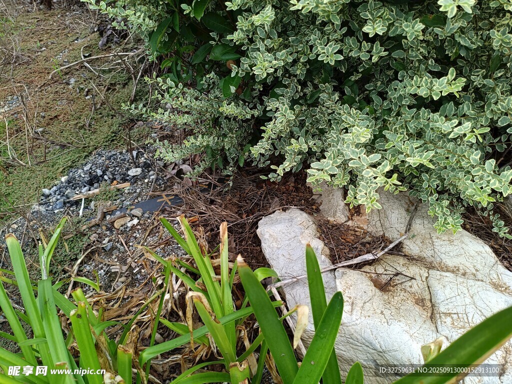 花園角落的綠植與石塊