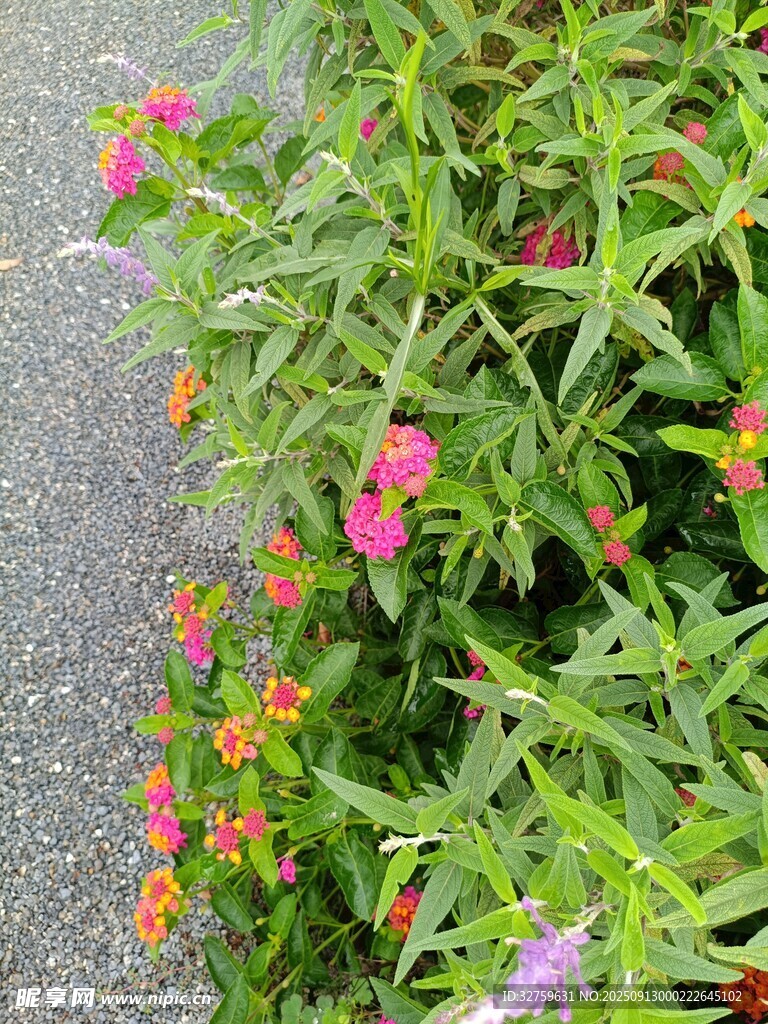路邊多彩花卉綻放