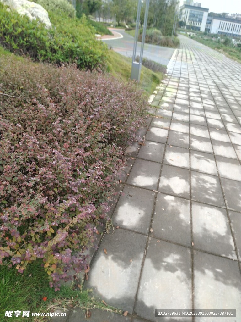 石板小徑旁的多彩植物