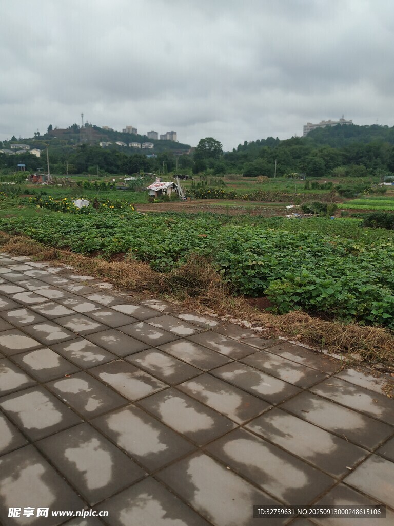 鄉(xiāng)村磚徑旁的蔥郁農(nóng)田