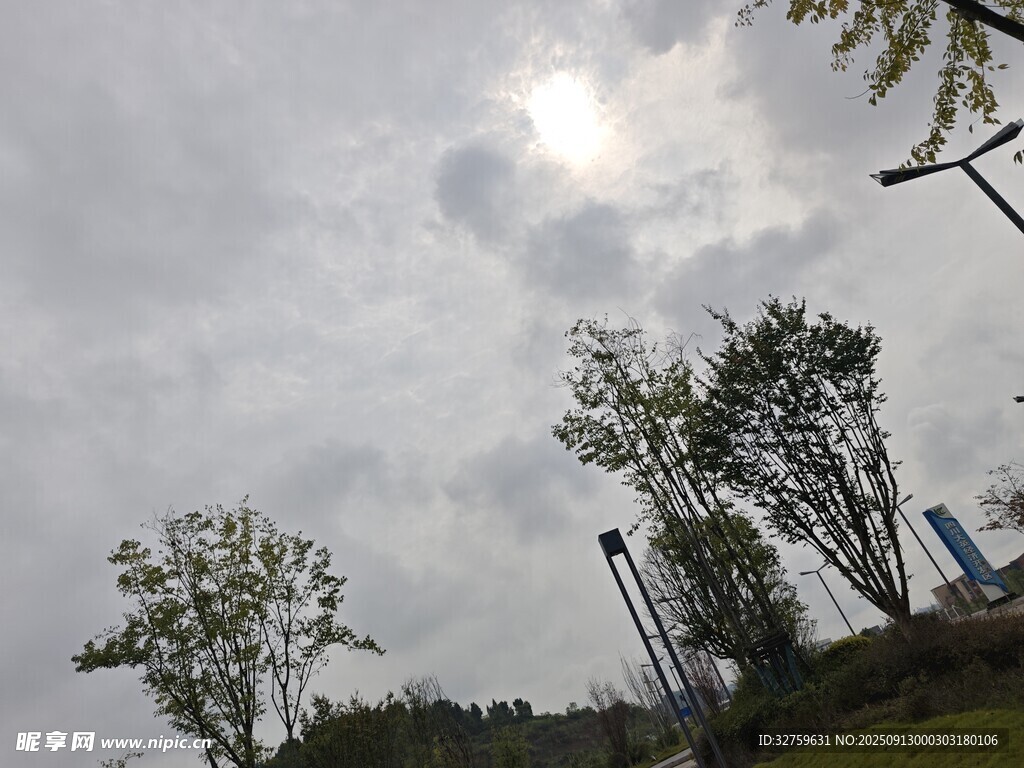 陰天戶外樹木景觀