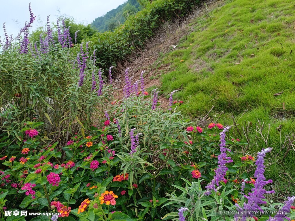山坡多彩花卉景觀