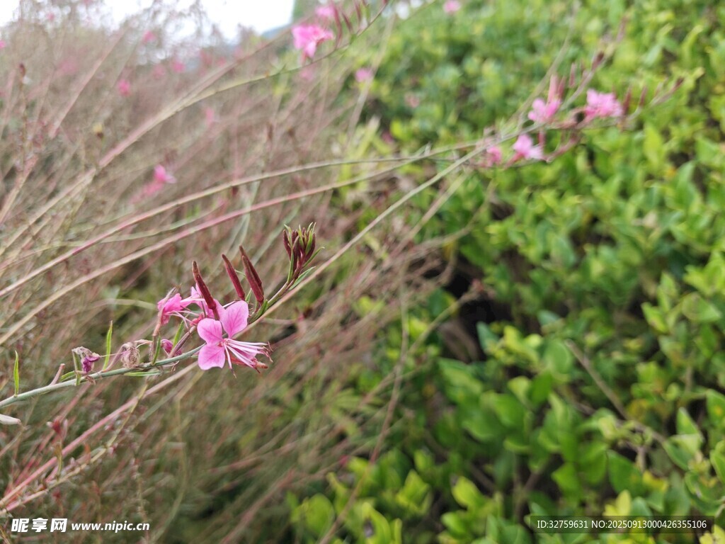 粉色小花綻放于綠植間