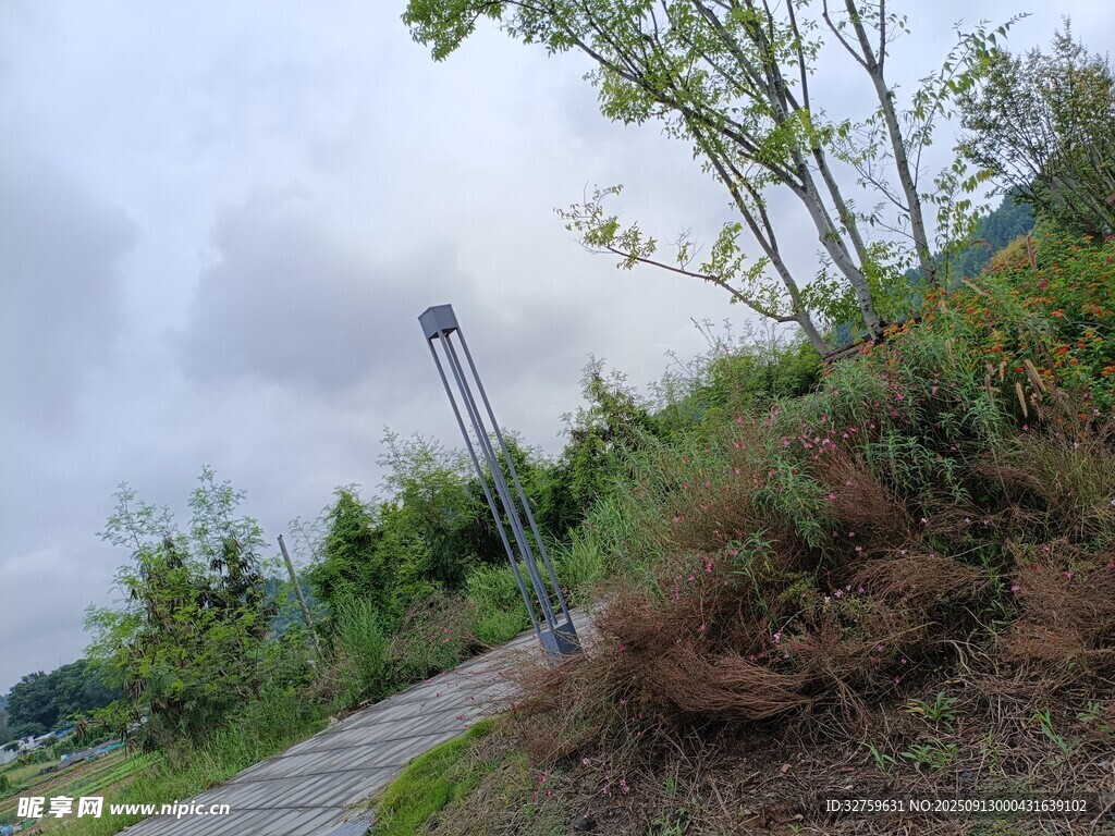 郊外小徑旁的綠植與路燈