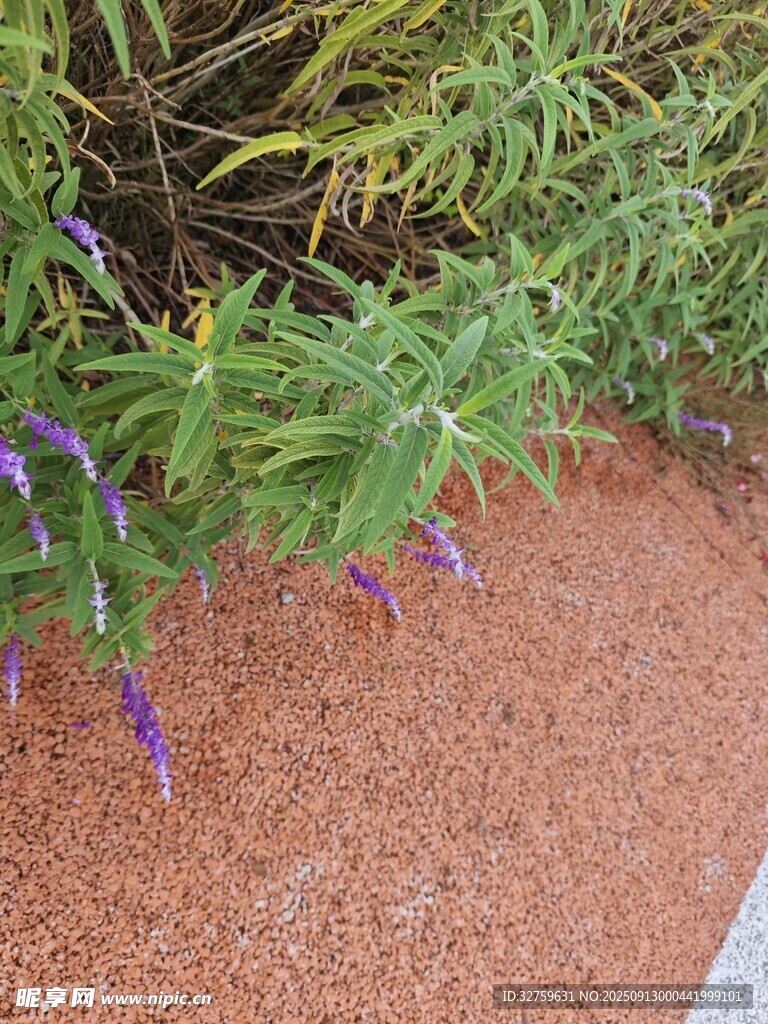 路邊綠植與紫色小花