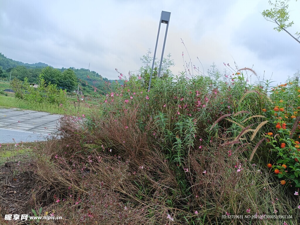 野外路旁的繁茂植物景觀