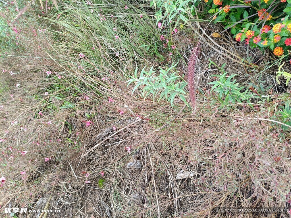 野外雜草與多彩花卉景觀
